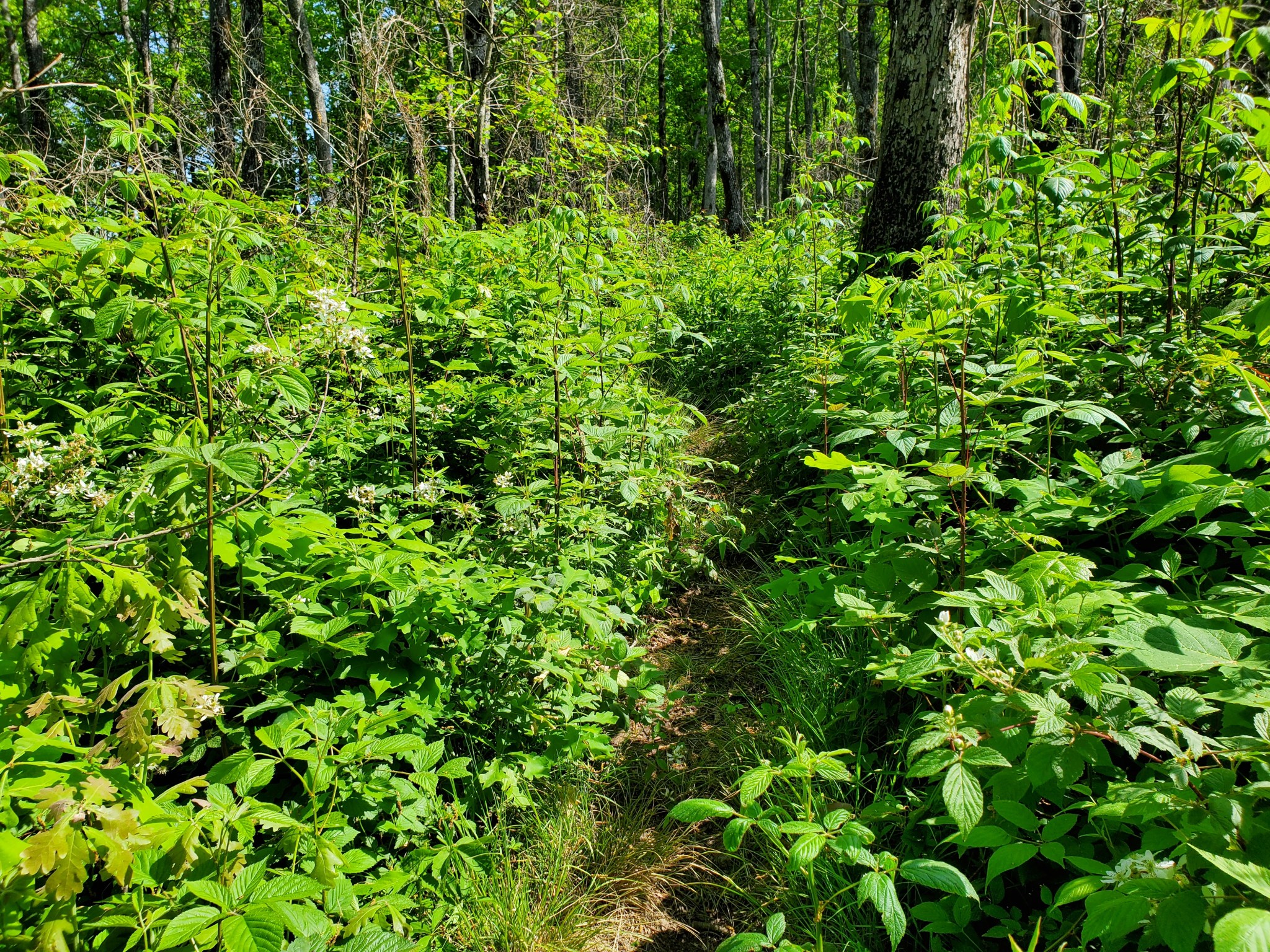 Duncan Ridge Trail Georgia Loop 3-day Backpacking Trip – Steve's Outdoor Life