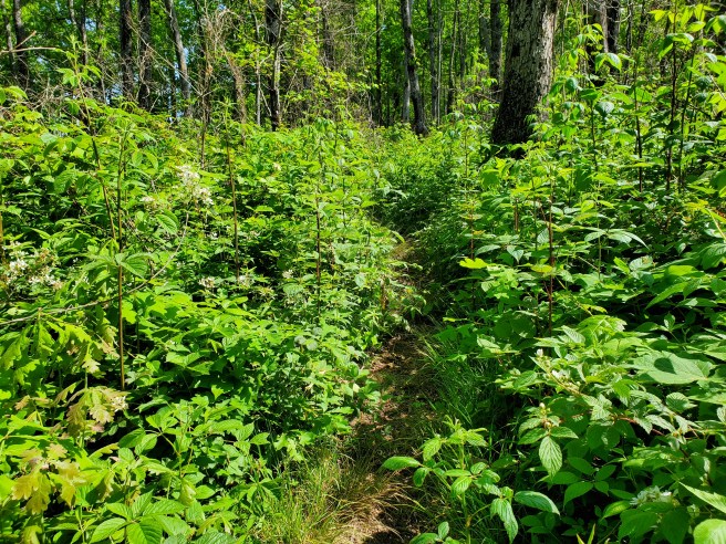 Duncan Ridge Trail Georgia Loop 3-day Backpacking Trip – Steve's Outdoor Life